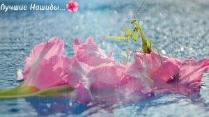 Безумно Красивый Нашид...?♥️