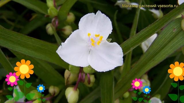 Традесканция андерсона Инноценc. Краткий обзор, описание характеристик Tradescantia Innocence