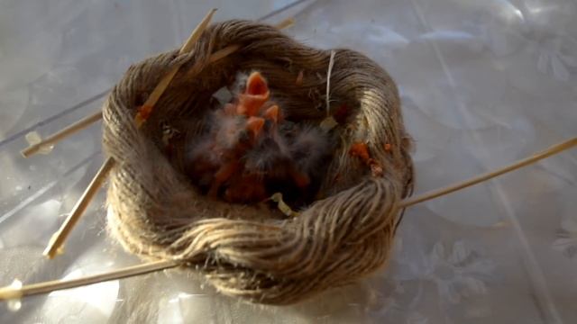 КАНАРЕЙКИ РАЗВеДЕНИЕ ( продолжение)allevamento canarini смотреть онлайн