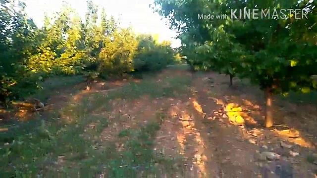 Крымские медовые персики смотреть онлайн