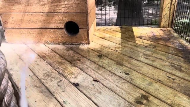 Sanctuary vlog 3-12-24 смотреть онлайн