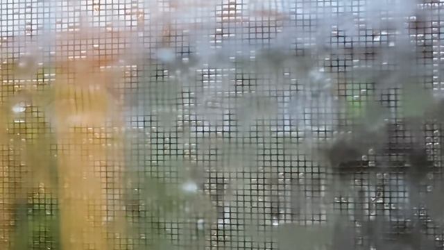 куда дует ветер 24.06.2021 | where the wind blows смотреть онлайн