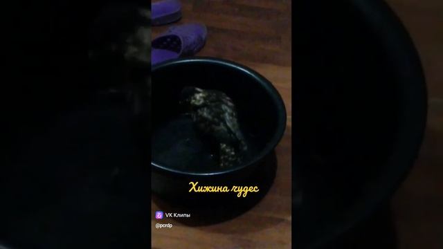 Купальный сезон.... #животные #спастижизнь #птицы #сокол смотреть онлайн