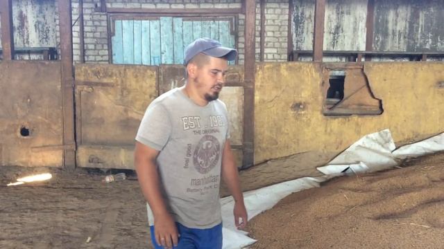 Пшеница для свиней. Домашний корм. Откорм свиней. Тюкуем солому. Свиноводство! смотреть онлайн