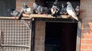 Николаевские голуби. В гостях у Валерия Задорожнего (Кот) п. Гигант, Сальский р-н.