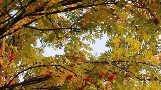 Рябина осенью. Плоды рябины | Футажи красивая природа [FullHD] смотреть онлайн