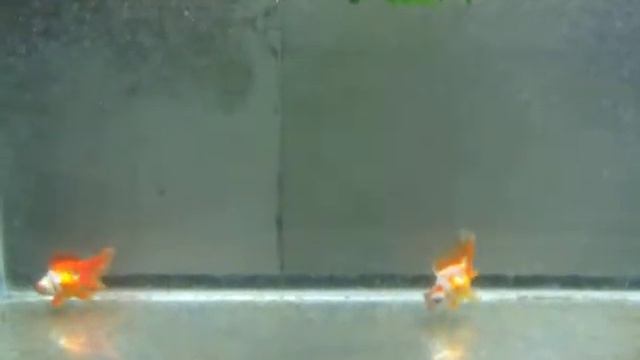 Red and white butterfly telescope смотреть онлайн