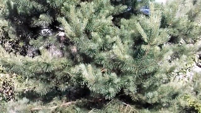 12. Что делать с сосной на дачном участке? смотреть онлайн