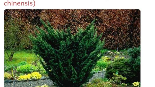 Можжевельник китайский (juniperus chinensis) смотреть онлайн