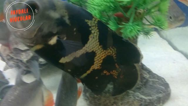 1 Erkek 1 Dişi Astronot Balığı...! #astronautfish смотреть онлайн