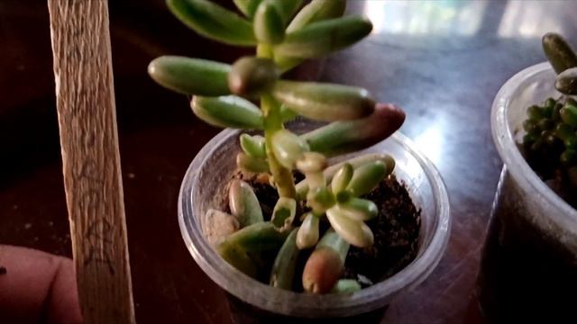 Sedum Aurora (sedum Rubrotinctum)