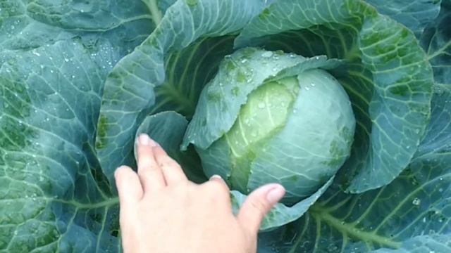 Капуста Мегатон F1 под укрывным 118 дней от посева смотреть онлайн