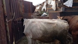 покрыли корову молодым быком корова в охоте лпх