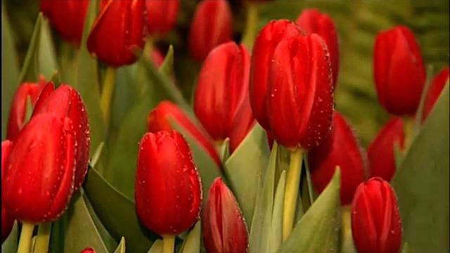 ТЮЛЬПАНЫ АКЦИЯ смотреть онлайн