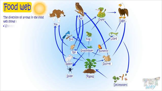 Food Web | Science | Grade-4,5 | Tutway | смотреть онлайн
