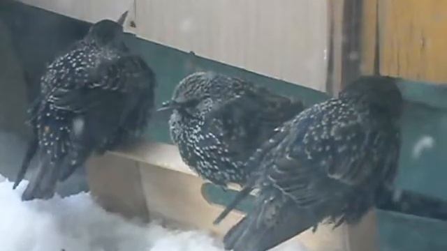 Скворцы прилетели на зимовку смотреть онлайн