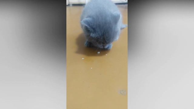 Вкусный кусочек - котенок пробует мясо