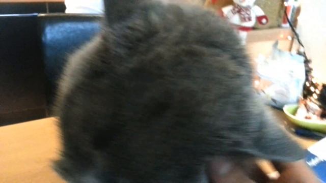 English Cat - Британская Кошка смотреть онлайн