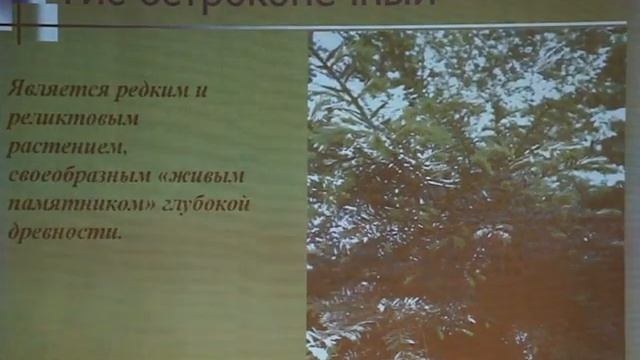День рододендрона13.MP4 смотреть онлайн
