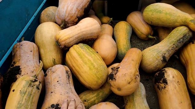 КАКАЯ ТЫКВА САМАЯ ВКУСНАЯ И ПОЛЕЗНАЯ? смотреть онлайн