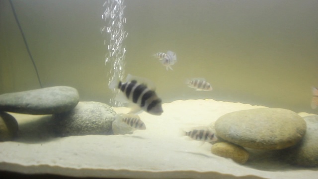 аквариум с фронтозами смотреть онлайн