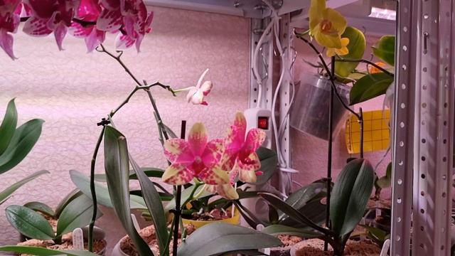 Обзор | Новый Стеллаж для Орхидей | Великое переселение Орхидей смотреть онлайн