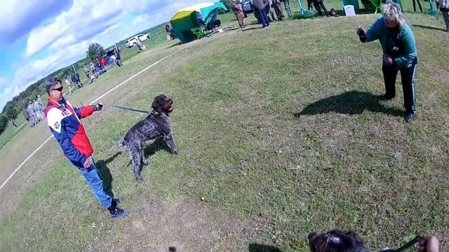 Самый толстый пёс из всех собак смотреть онлайн