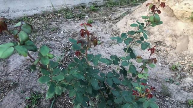 ИЗ ЧУДОВИЩА В КРАСАВИЦУ. РОЗЫ С ЗИМНЕЙ ПРИВИВКОЙ. НЕ БОЙТЕСЬ САЖАТЬ ТАКИЕ РОЗЫ. ПЕРВЫЙ ИТОГ. смотреть онлайн