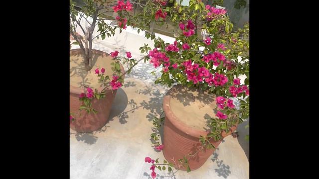 Bougainvillea flowering tips/bougainvillea plant/ bougainvillea/ bougainvillea plant care смотреть онлайн