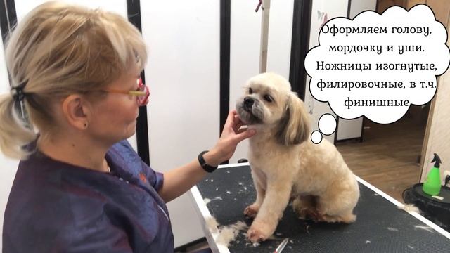 Груминг и стрижка Ши тцу, видео №1. Весь процесс. "Матросик". Уроки груминга. Зоосалон у Мишки. смотреть онлайн