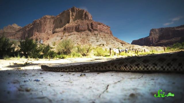 That’s Not a Rattlesnake… It’s an Owl! смотреть онлайн