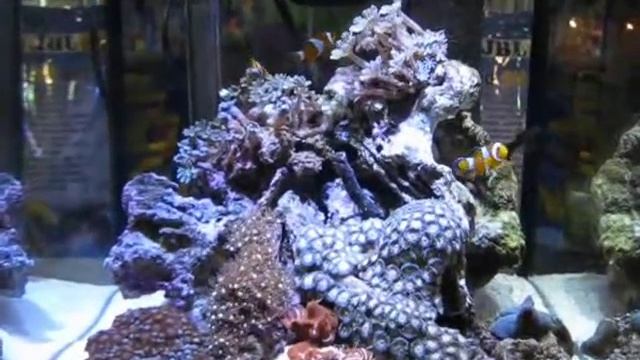 Аквариумный дизайн - Морской аквариум своими руками смотреть онлайн