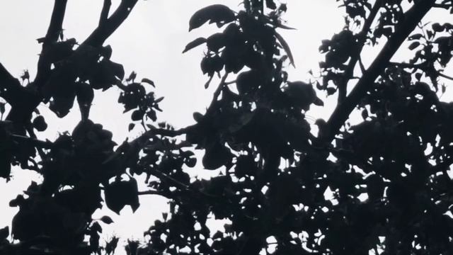 VID 20230604 104726 Погоня 1942 (Поль Элюар)...Павел Васильев Лахитинский смотреть онлайн