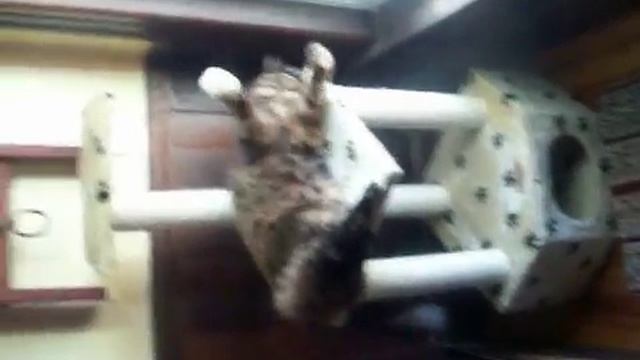 "Fat Cat" Comes to life, just kitty at heart смотреть онлайн