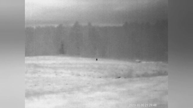 Ночной поиск волка. Нашёл зверя. Было страшно, адреналин зашкаливает. смотреть онлайн