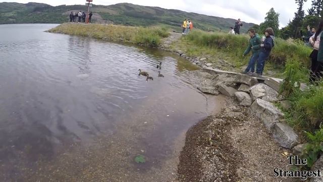 Terrifying Tales of the Loch Ness Monster! смотреть онлайн