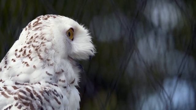Owl Sound | Hoot смотреть онлайн