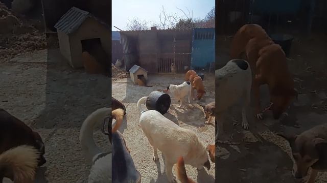 #ямыилюша #енотики #raccoon #животные #помощьбездомнымживотным #собакавдар смотреть онлайн