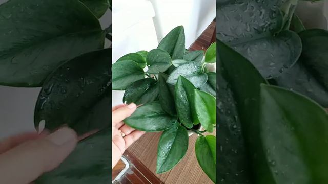 Intip Mandi Si Scindapsus Treubi Moonlight | Penyuka Tanaman Unik