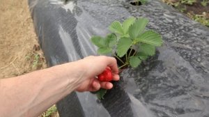 Клубника сорт РУМБА. Обзор