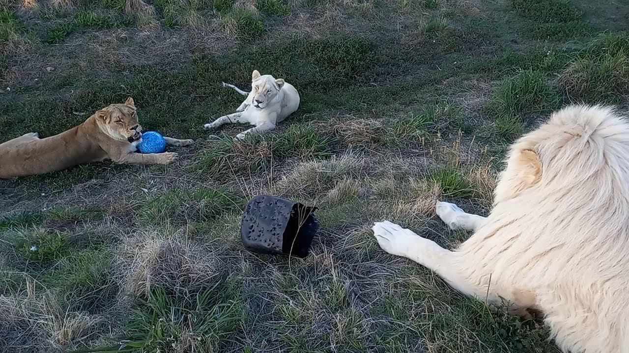 Пушок наблюдает за возней Мии И Джои. Выражение его лица бесценно. смотреть онлайн