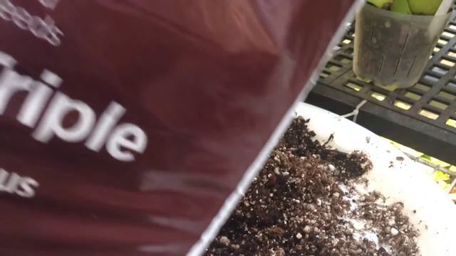 GARDENING GUIDE: Guava Trees From Seeds /Growing Guava's Indoors And Greenhouse