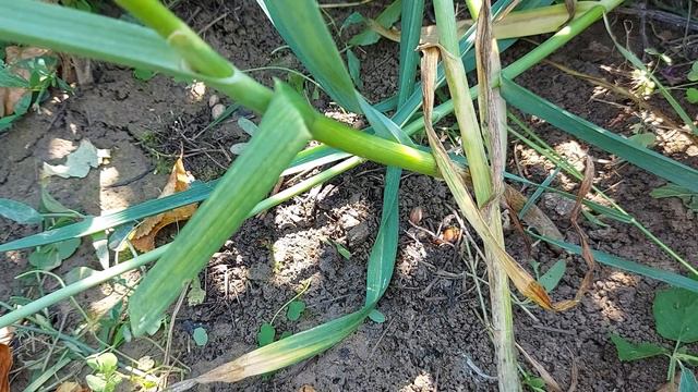 When To Harvest Garlic