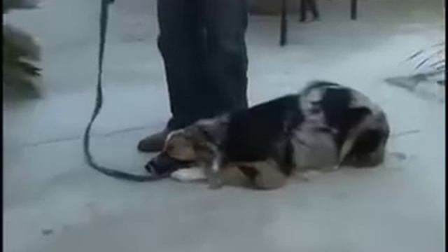 No More Dog Aggression & Dog Bites - Australian Shepherd - Don Sullivan The DogFather смотреть онлайн