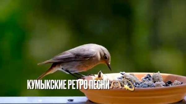 Кумыкские песни- Гелини йыры #зухраасельдерова #кумыкскиепесни #кумыки