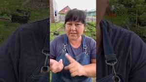 Черенкование гортензий в августе