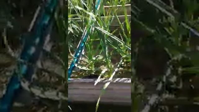 Поливаем грядки из бочки без насоса смотреть онлайн