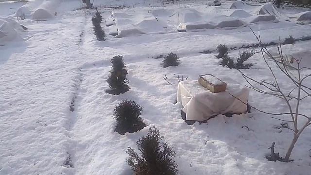 Черенки Роз. Как растут. Где хранить. смотреть онлайн