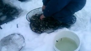 Ловим карася для живца раколовкой зимой!