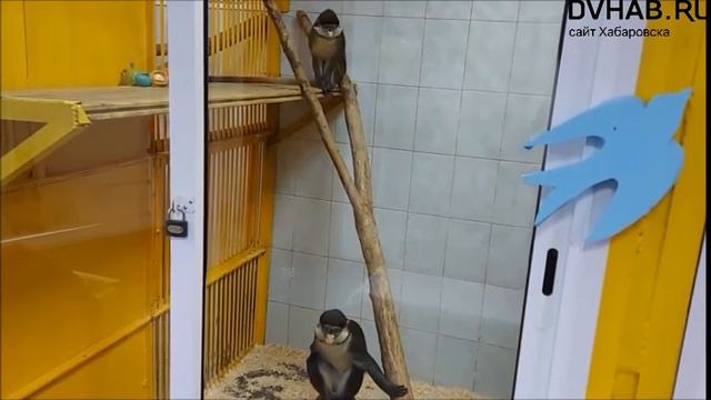 В зооцентре "Питон" много лет живут пары животных смотреть онлайн